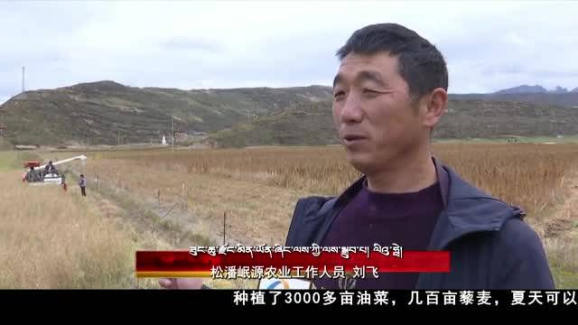 高原金秋丰收忙