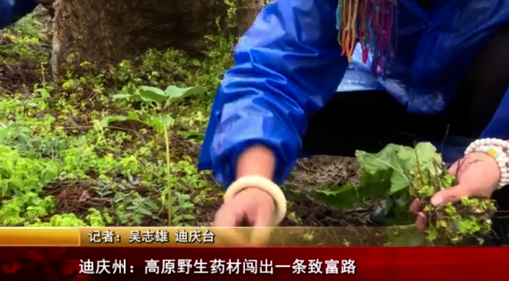 迪庆州：高原野生药材闯出一条致富路