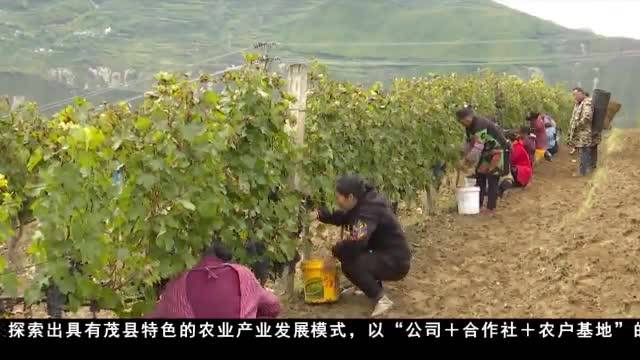 金秋丰收季 高原果农忙