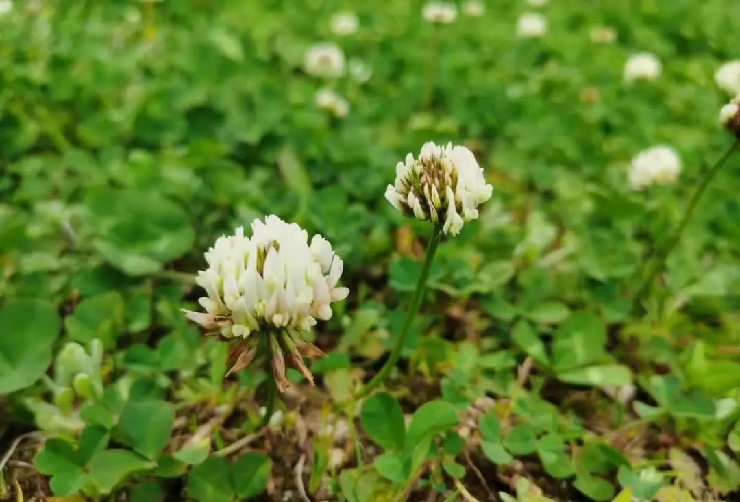 天府汶川，竟还藏着这些“宝藏”