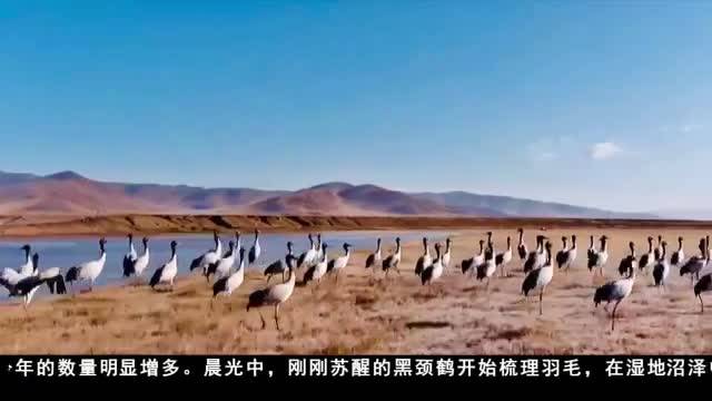 人与自然和谐共处 黑颈鹤数量再创新高