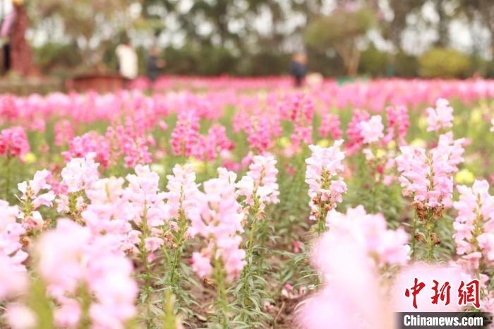 图为花园里竞相开放的金鱼草。　李晨 摄