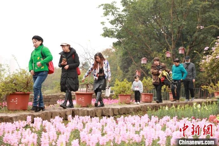 图为市民漫步在金鱼草花展小道。　李晨 摄