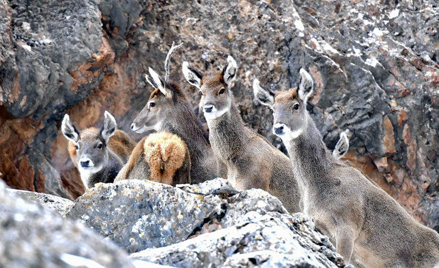 活跃在青海省海西州柏树山的白唇鹿。巴小五行也略微沉吟图那生摄