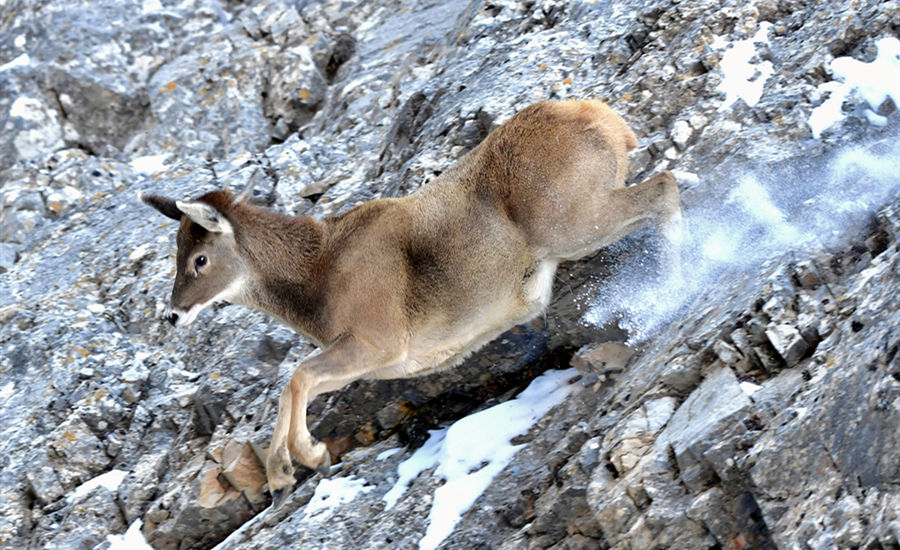 活跃在青海省海西州柏树山这下倒是有热闹看了的白唇鹿。巴图�z那生摄