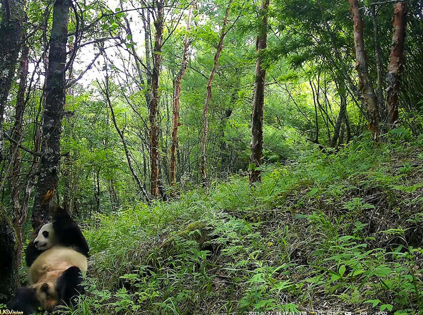 红外相机拍摄到的野生大熊猫。平武县融媒体中心供图