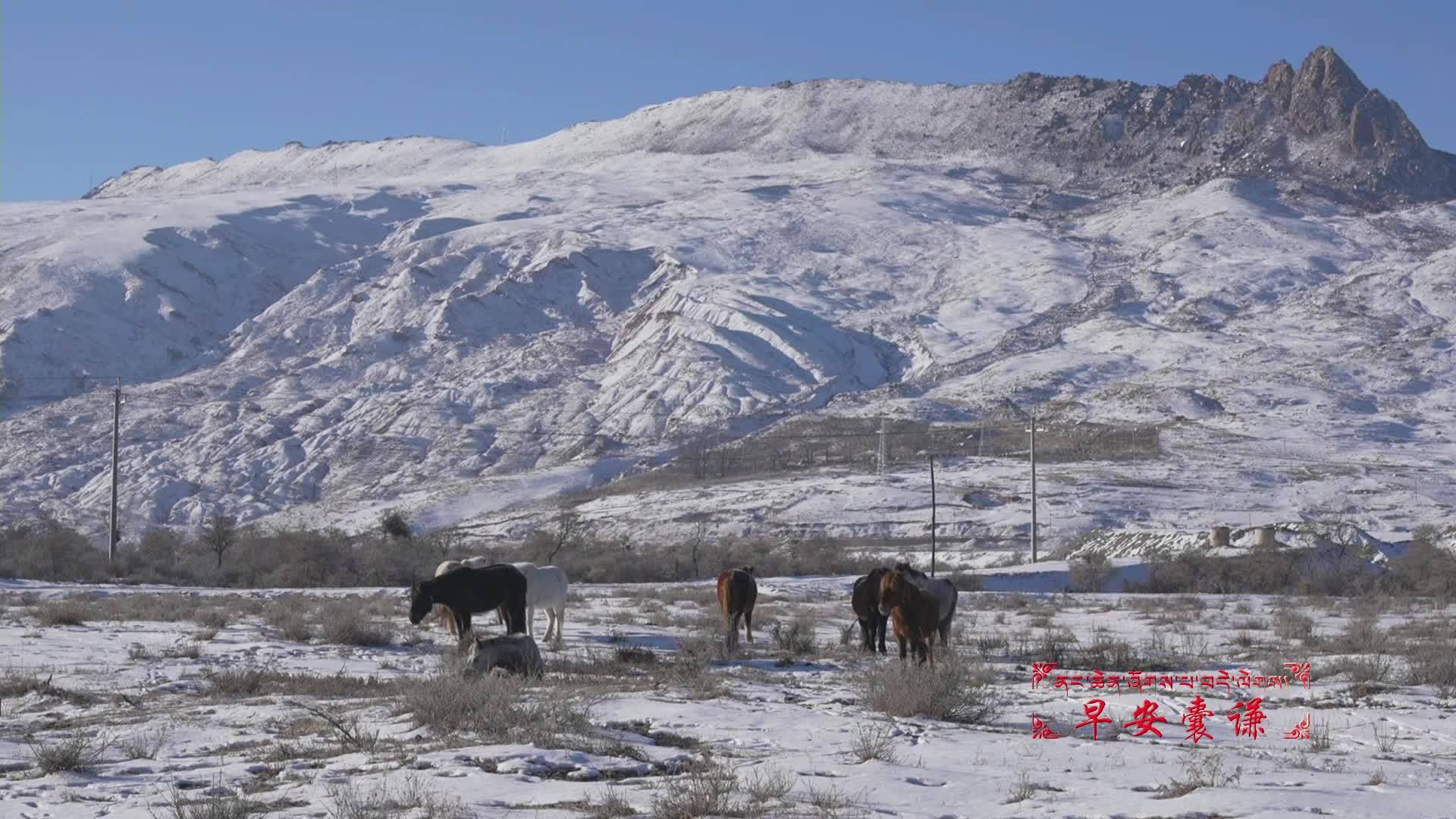 《爱在囊谦》|马儿到底动没动