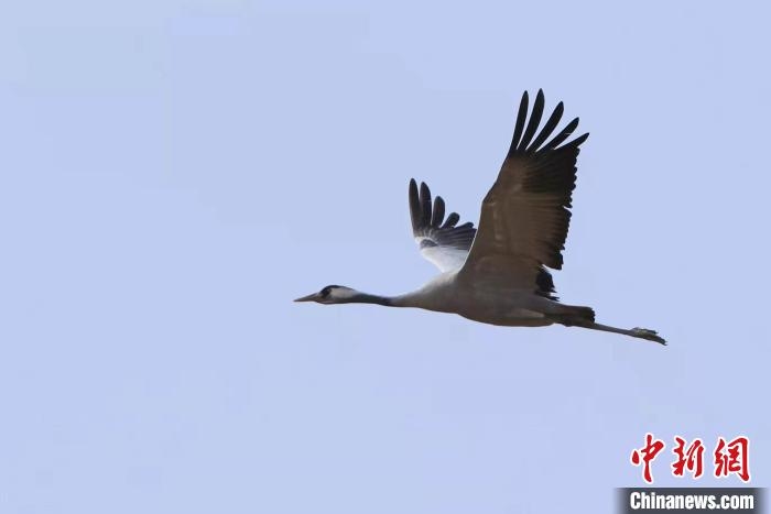上萬只灰鶴在青海都蘭縣巴隆地區集群停歇