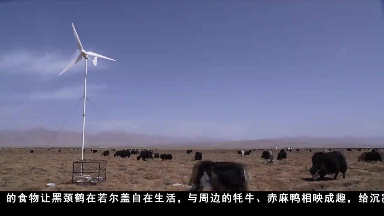 若尔盖湿地：生态持续向好 九成黑颈鹤完成北归