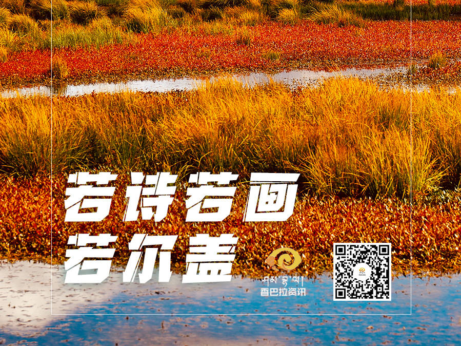 【鸟瞰高原·阿坝若尔盖篇】若诗若画若尔盖