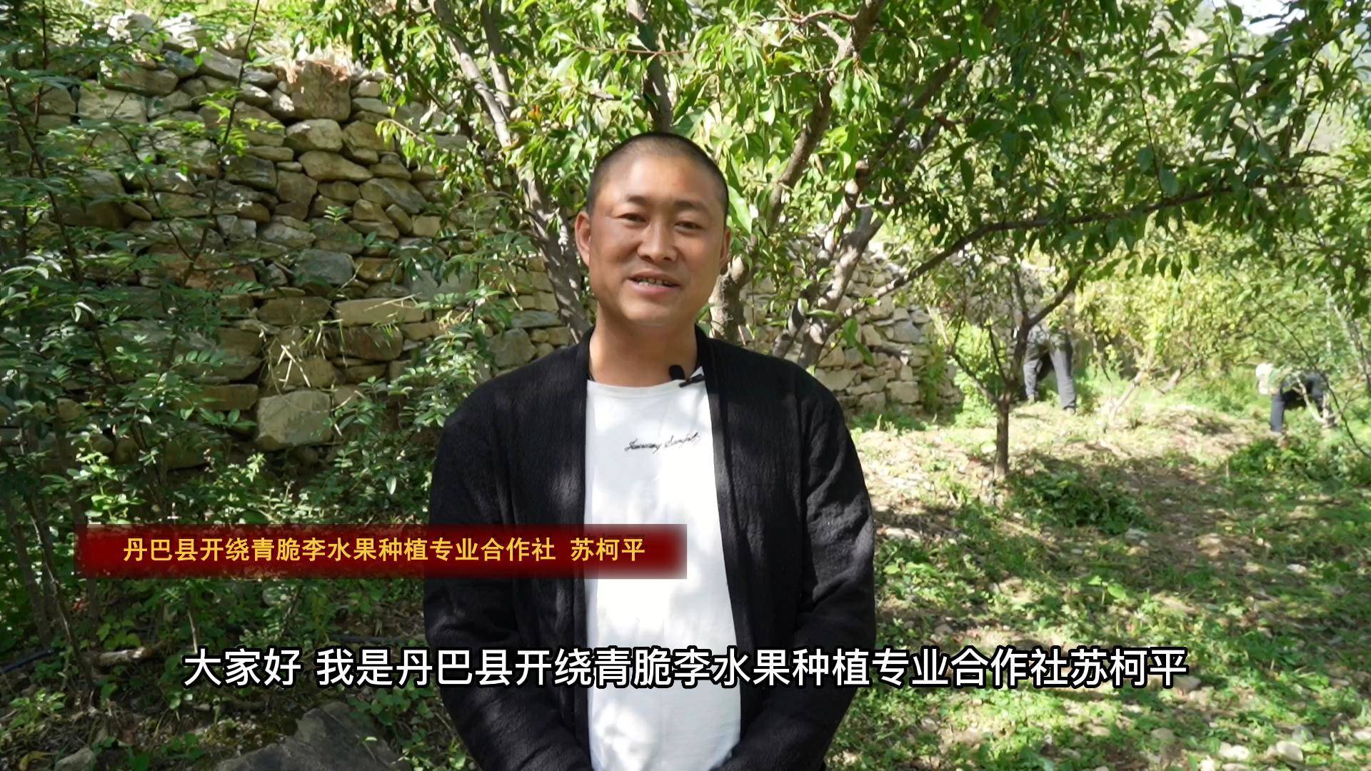 苏柯平:昔日贫困小村庄  今朝家家果飘香