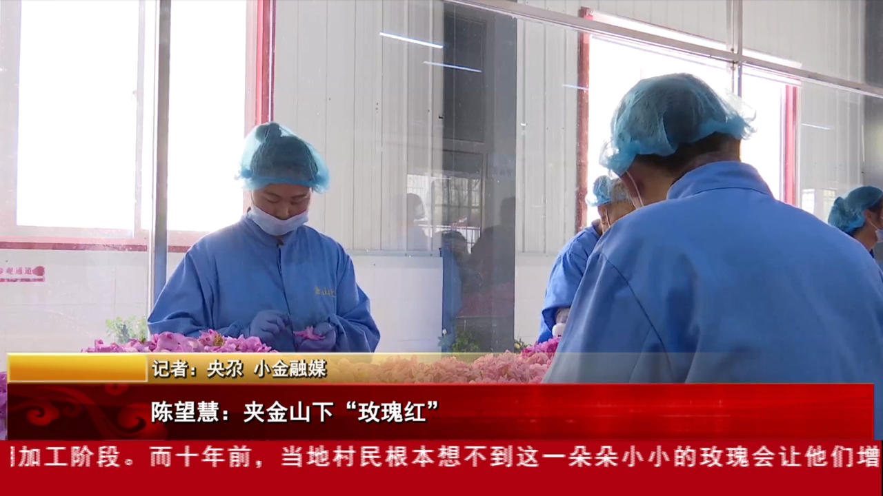 陈望慧：夹金山下“玫瑰红”