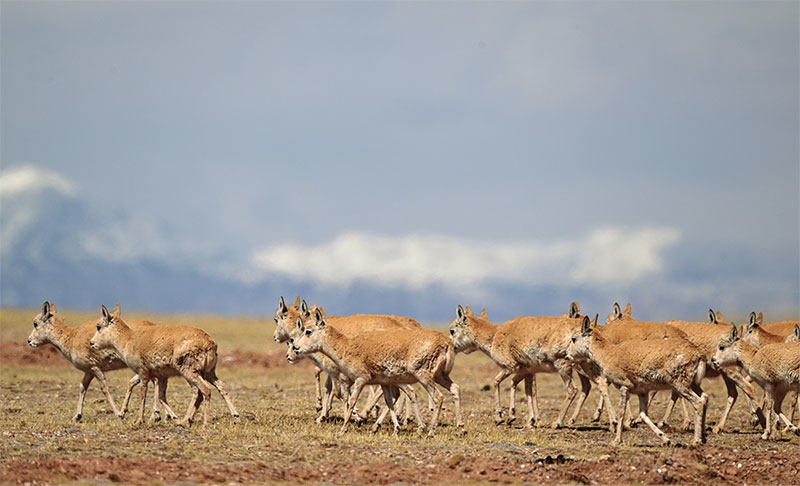 འདི་ནི་ཟླ་5ཚེས་29ཉིན་མཚོ་སྔོན་ཁུ་ཁུ་ཤིས་རིར་གཙོད་མ་ཁྱུ་གཅིག་མཚོ་བོད་གཞུང་ལམ་སྒྲོལ་ནས་རྩོ་ནག་མཚོར་སྐྱོད་བཞིན་པ།