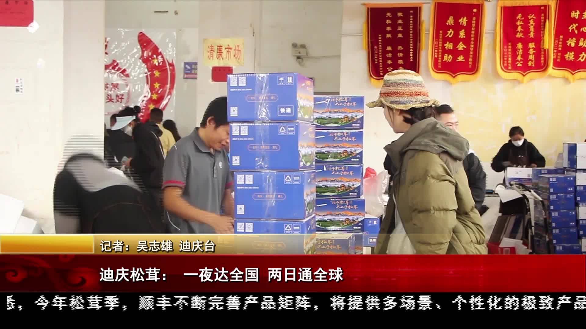 迪庆松茸： 一夜达全国 两日通全球