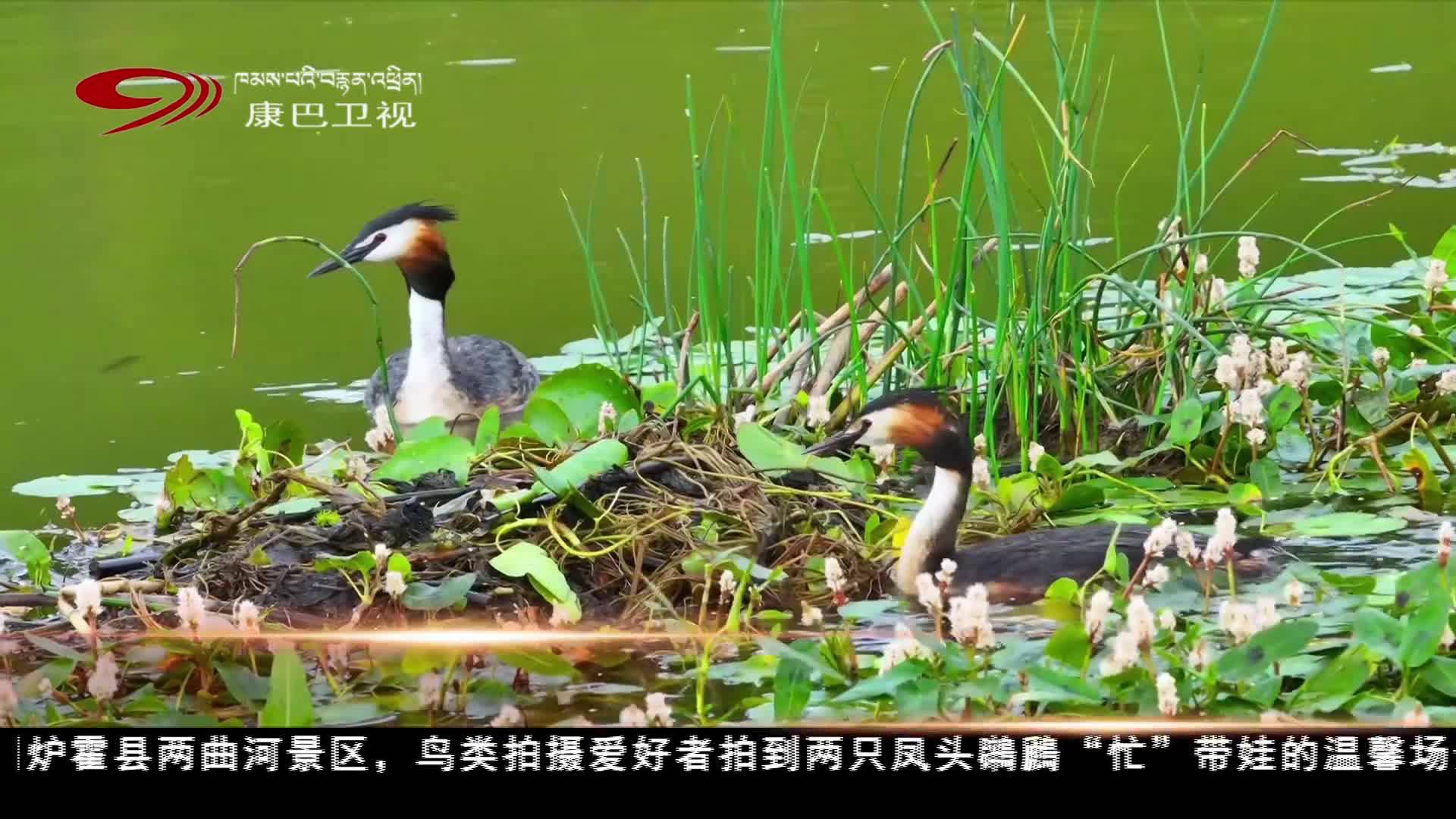 甘孜州炉霍：凤头鸊鷉带娃“忙”
