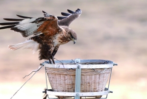 云端1号房:离天最近的鸟类安居房
——探访“‘生命鸟巢’守护三江源头生态和谐”项目案例