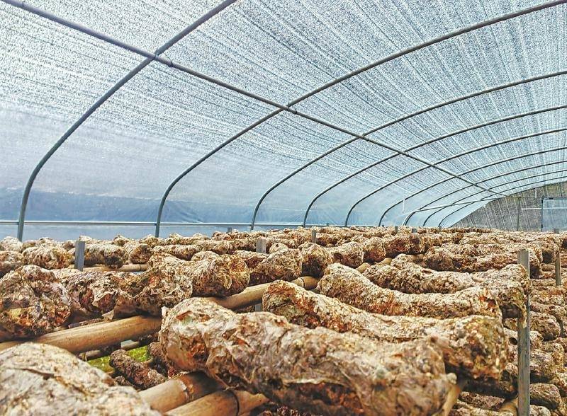 高原种出香菇“优等生”带动农户增收致富