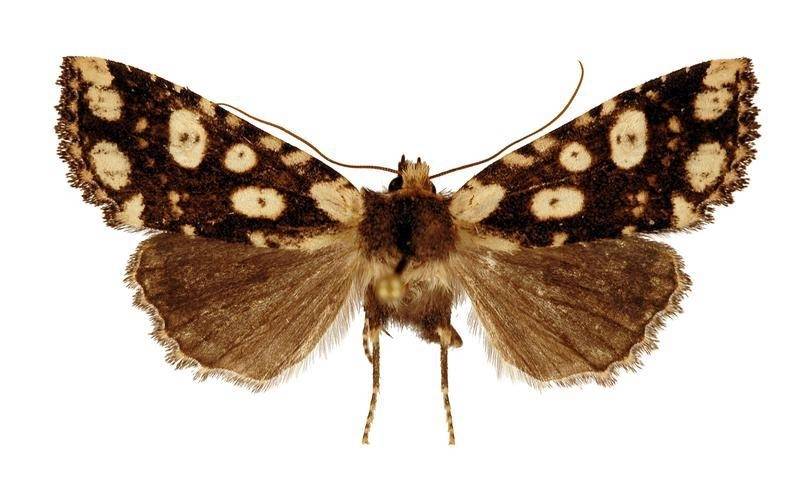 西藏发现一新物种——墨脱高夜蛾