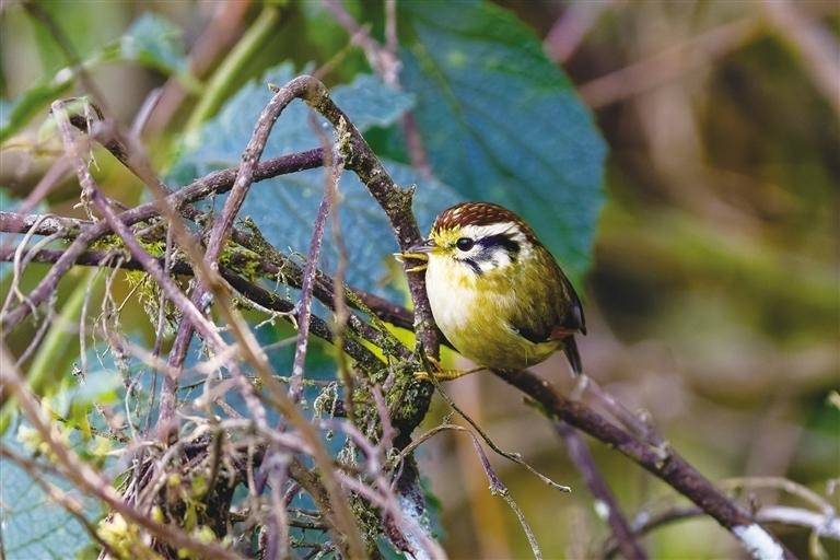 首届墨脱观鸟邀请赛圆满收官