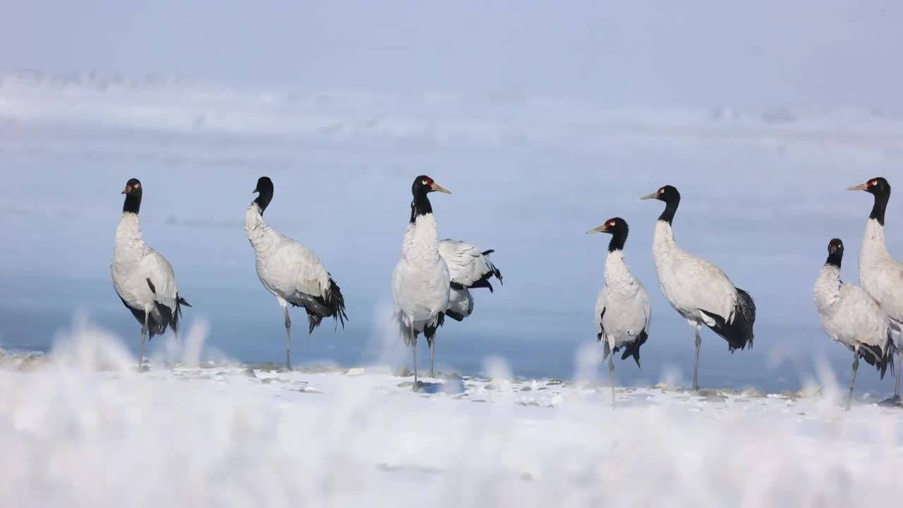 玉树嘉塘草原：黑颈鹤翩然而至