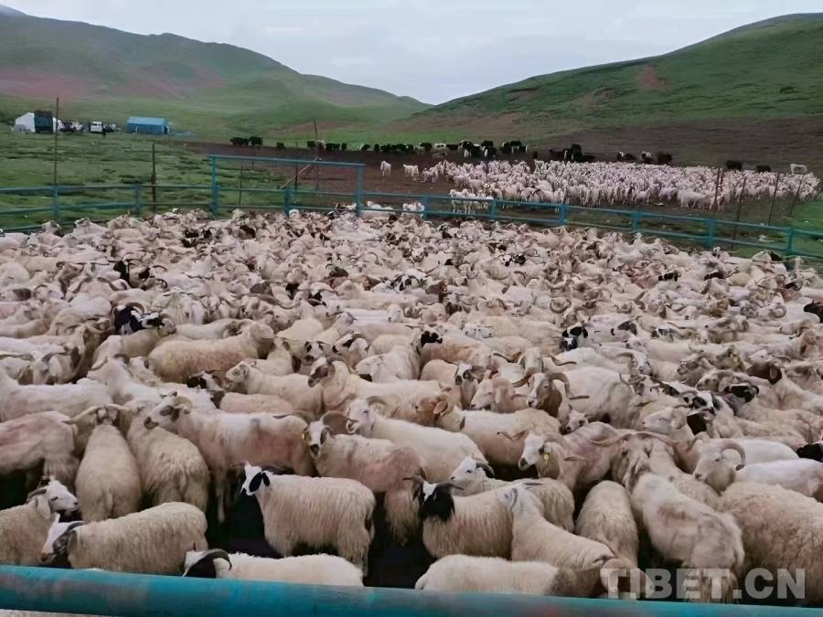 酒香也怕巷子深——玉树州治多县创新绿色有机牛羊冻肉销售路子