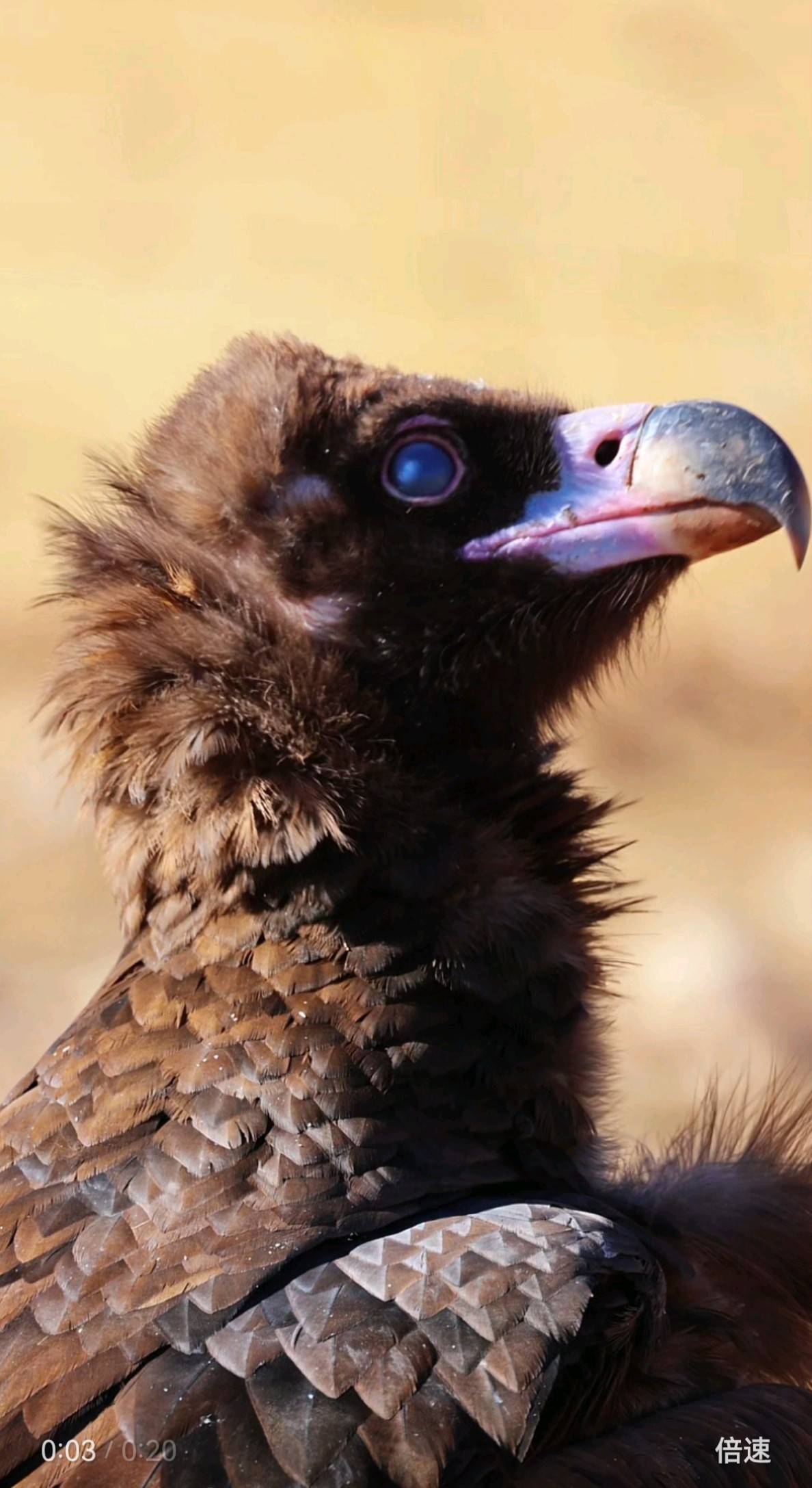 玉树巴塘乡迎秃鹫光临 珍稀身影彰显生态之美