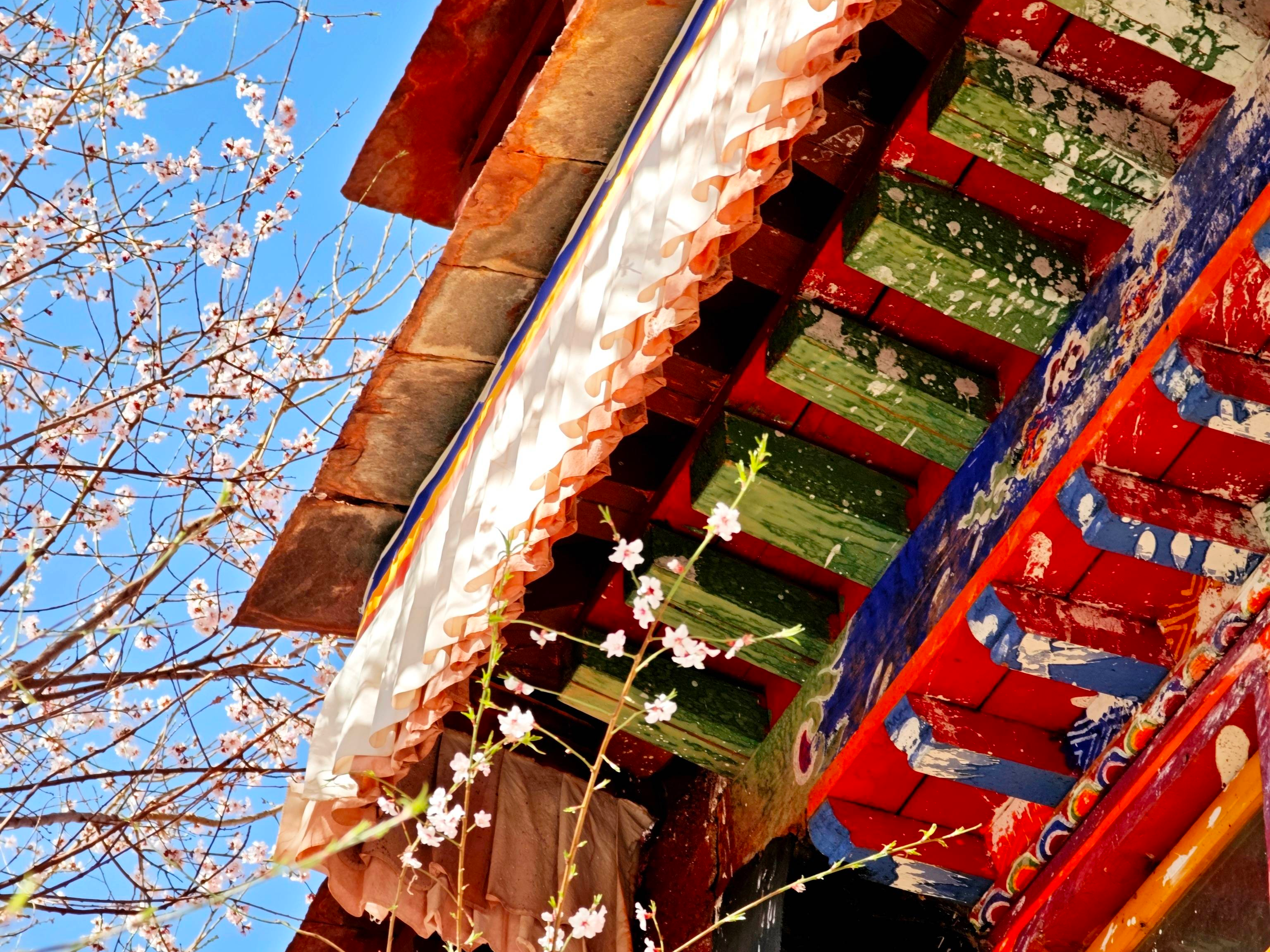 四月限定！帕邦喀的野桃花开满山崖