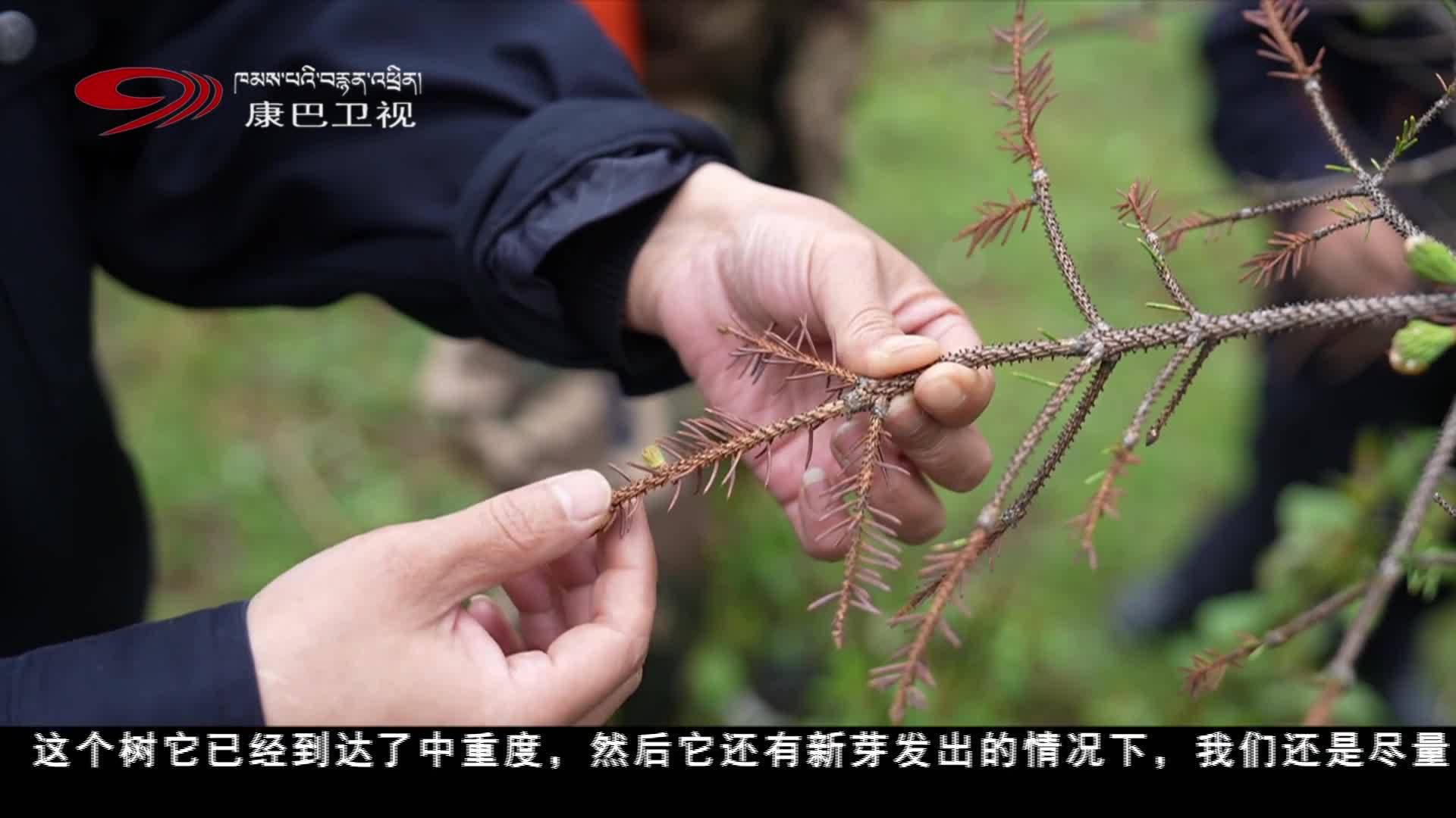 迪庆：加强林地资源保护 推进生态文明建设