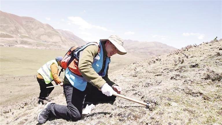 极地那曲 奏响虫草产业与文旅融合新乐章