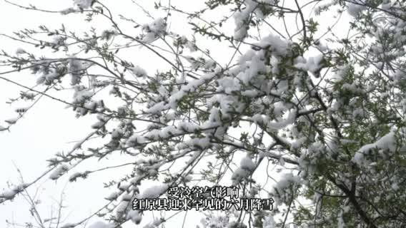 川西北高原别样夏日