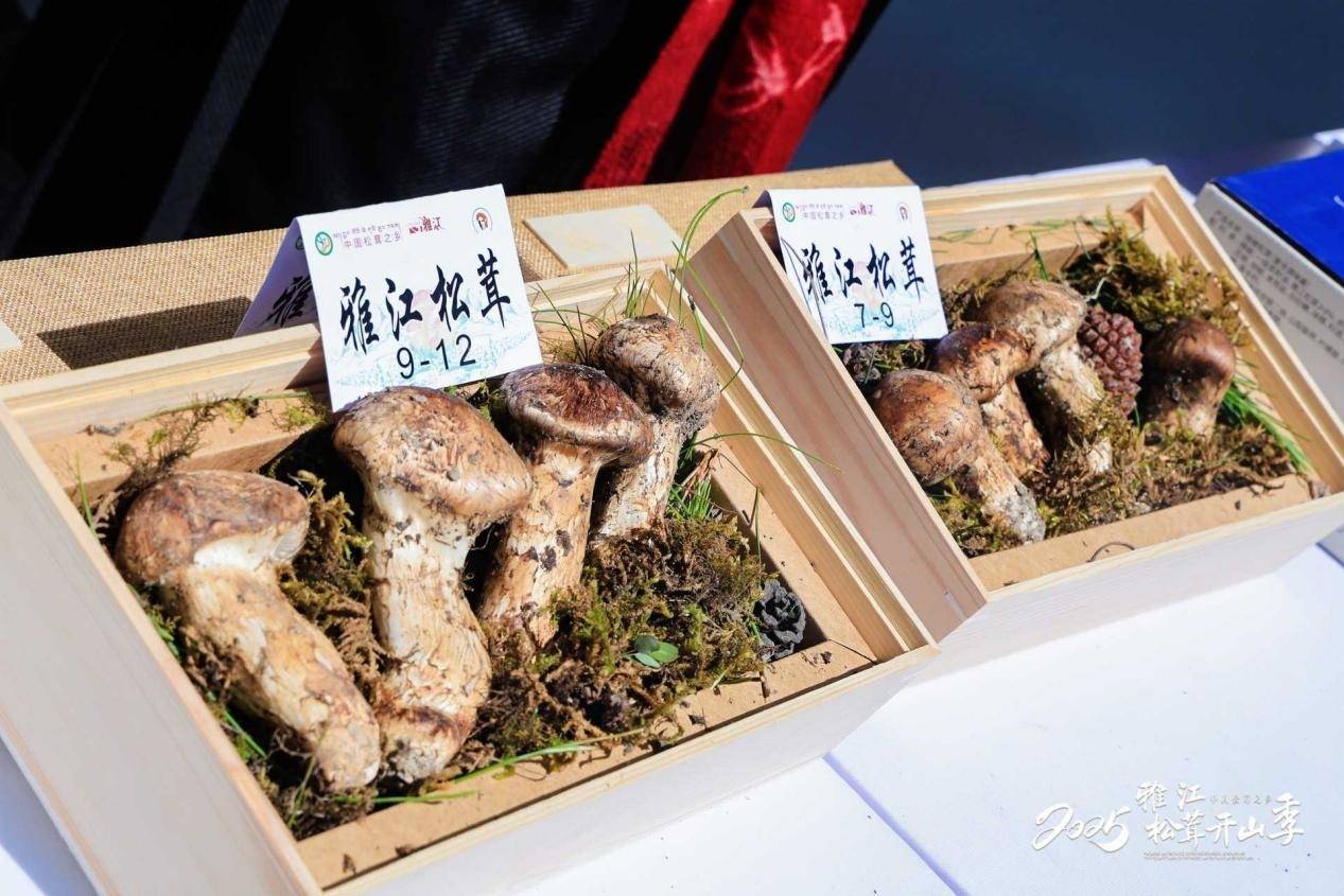 科技赋能 “先”达万家 2025雅江松茸开山季开启“鲜”速度时代