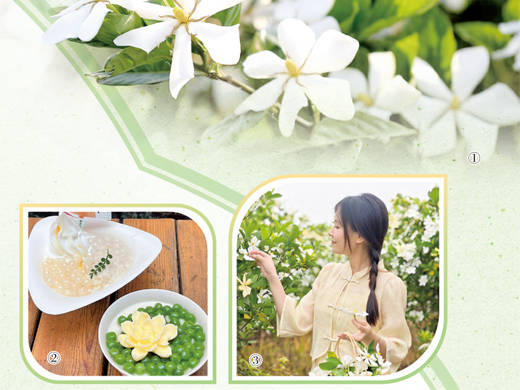 冰玉栀子满清香（一朵花读懂一座城）