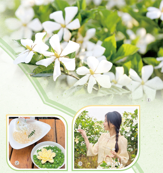 图①：岳阳市屈原管理区栀子种苗培育基地，栀子花开馥郁芬芳。周洋摄 图②：岳阳一家餐饮店制作的栀子花元素甜品。宋旅洋摄（本图为栏目与岳阳日报微博微信联合征图活动入选图片） 图③：游客在栀子种苗培育基地体验采摘。 彭逸凡摄 图④：栀子花。资料图片 图⑤：岳阳市弼时镇序贤村，村民在采摘栀子花。林子坤摄 图⑥：“林海一号”黄栀子果实。周洋摄 图⑦：洞庭湖畔岳阳楼。李敏摄（新华社发）