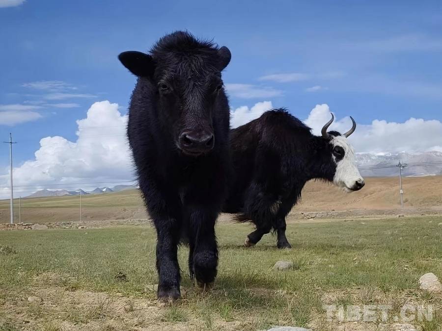 全球首例克隆牦牛“纳木错1#”已满月