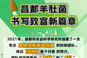 昌都羊肚菌书写致富新篇章