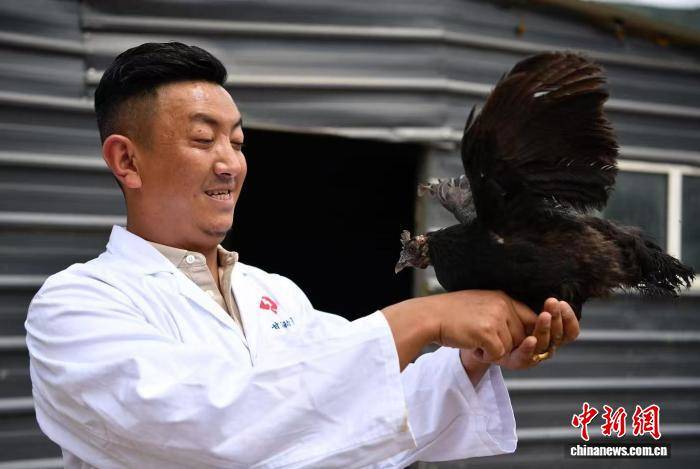 “中国藏鸡之乡”的藏族创业青年：爱一行、钻一行