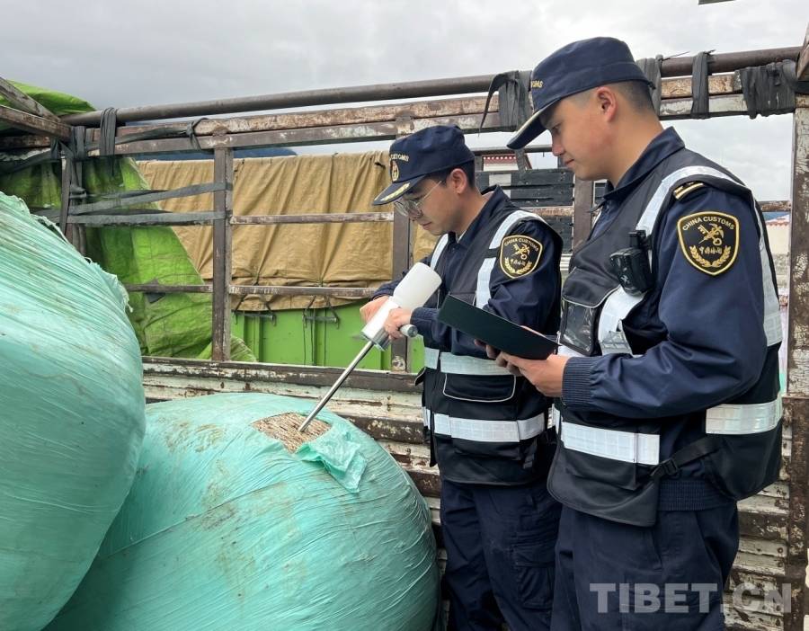 前三季度西藏口岸进口青贮饲草千余吨