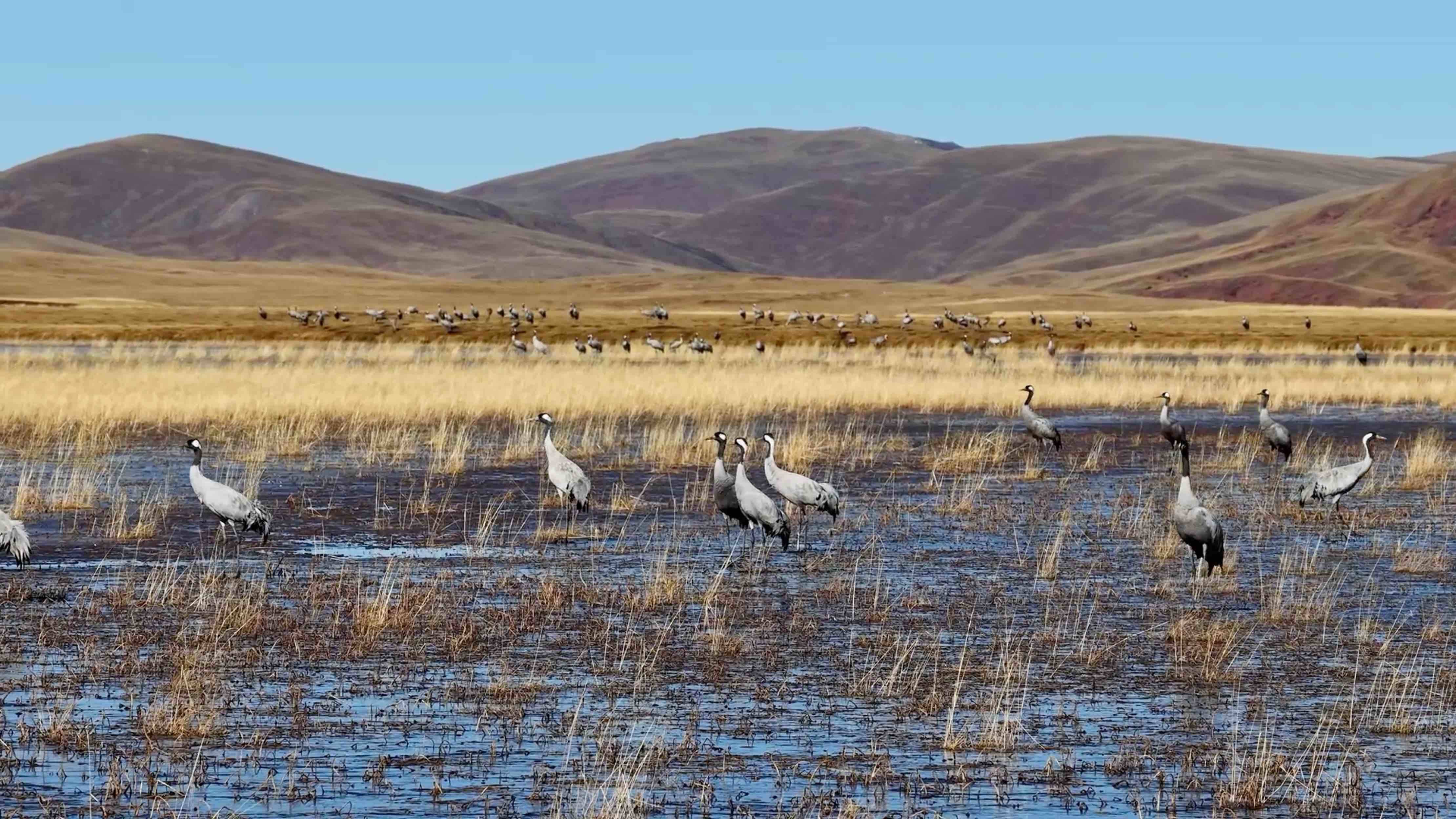 打卡高原冬日浪漫！拉妥湿地的“黑颈鹤天团”来啦