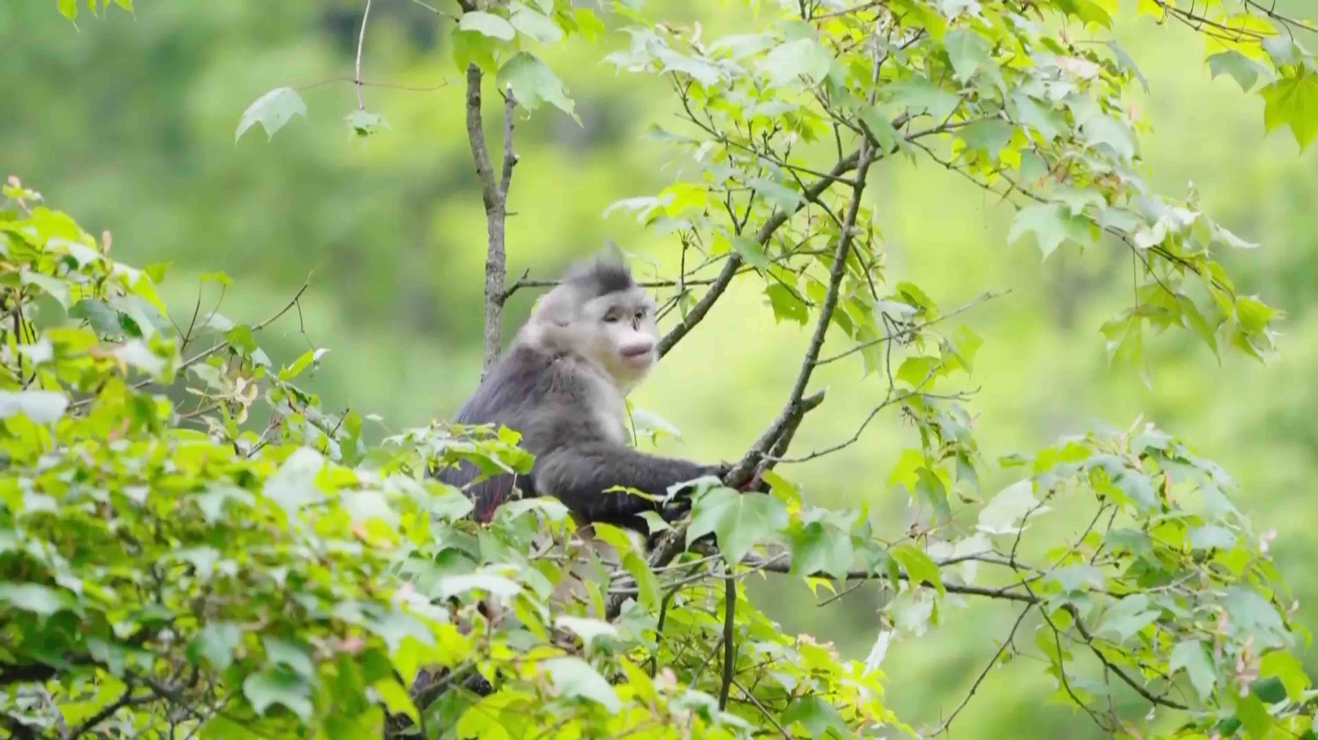 滇金丝猴的“新家”上线！迪庆建成6000余亩生态廊道