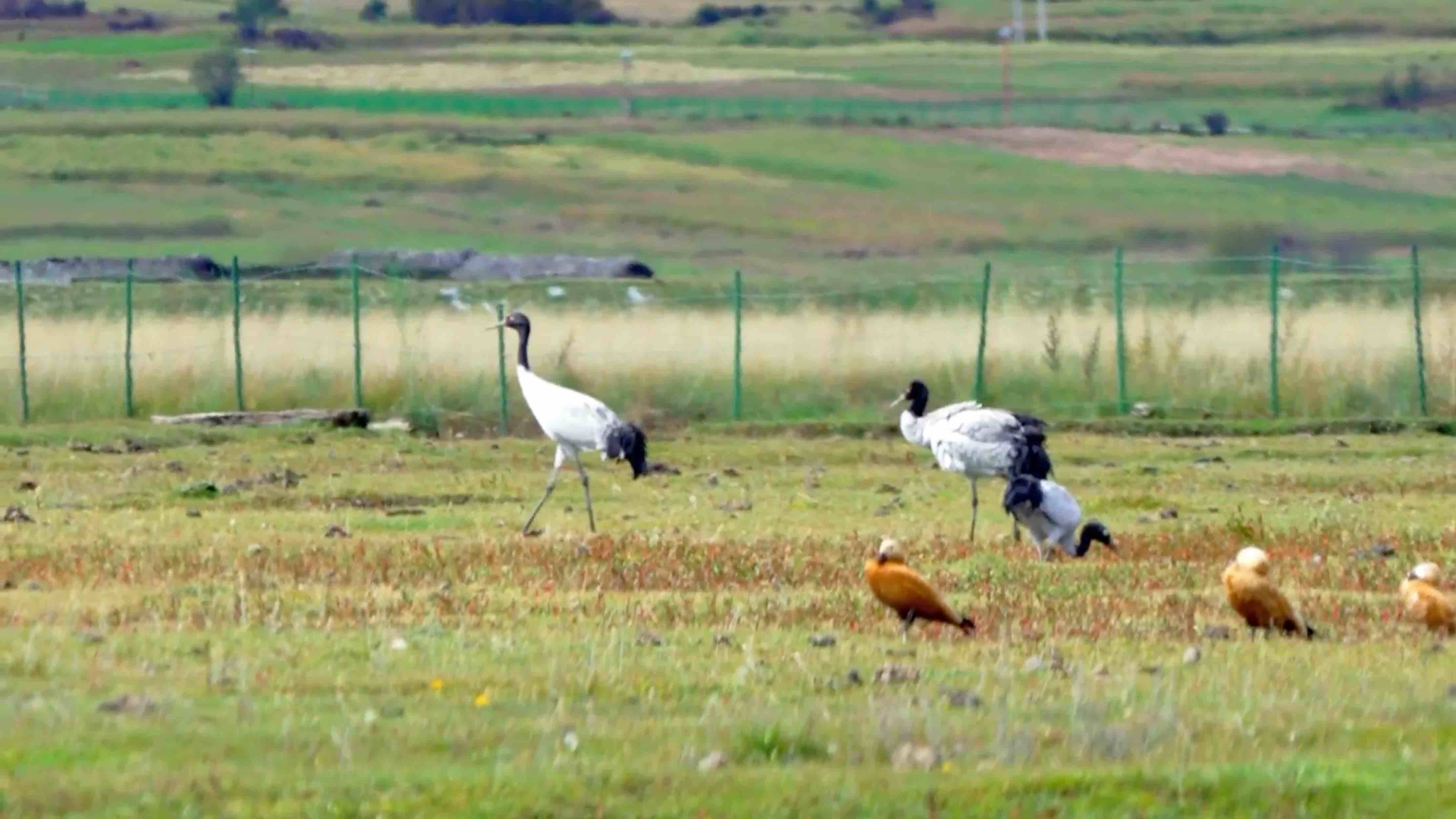 鹤舞纳帕海 绘就高原生态画卷