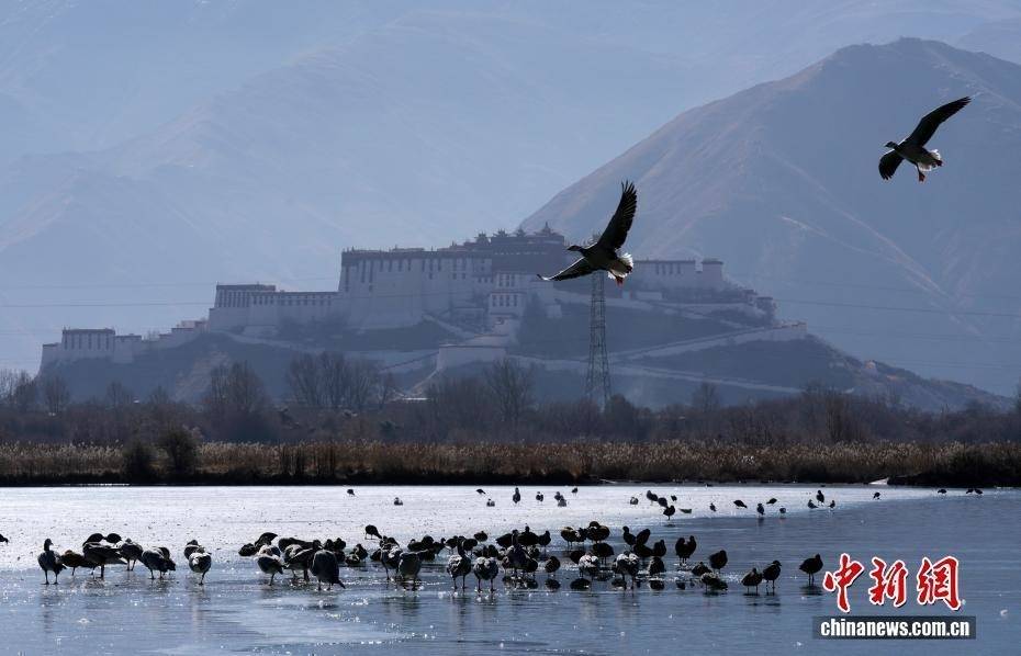 དགུན་དུས་ལྷ་སའི་ལྷ་ཀླུ་འདམ་རར་དུས་བྱ་མང་པོ་མགྲོན་དུ་བསླེབས་པ།