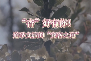 “杏”好有你!道孚文旅的“宠客之道”