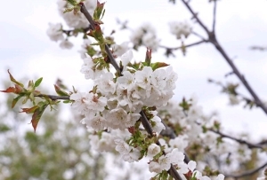 花开枝头春意浓!木里车厘子开出致富花