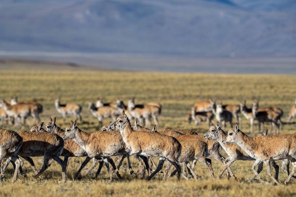共建万物和谐的美丽家园——全球生物多样性保护的中国贡献
