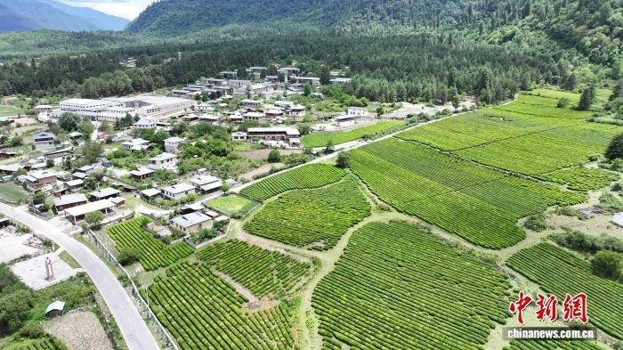 西藏易贡茶场蝶变 茶香飘出文旅新天地