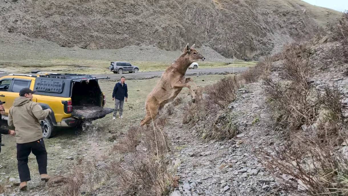 石渠县:暖心救助护生灵 鹿归山野复自然
