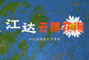 江达外青村:盛夏高原,花海成海怒绽芳华