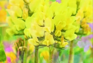 在高原,我找到了夏天最治愈的打开方式