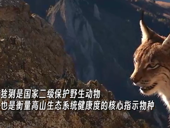 云南迪庆：珍稀“猞猁”首现白马雪山！巴美保护地再添旗舰物种