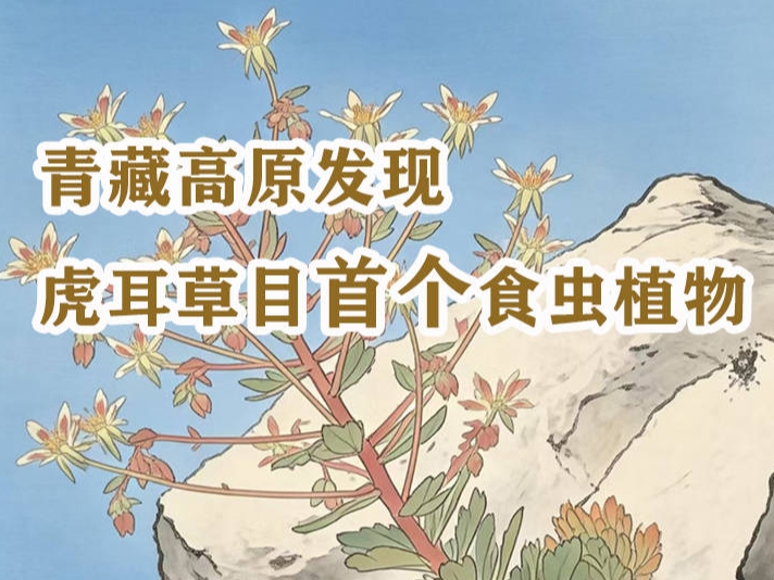 青藏高原发现虎耳草目首个食虫植物